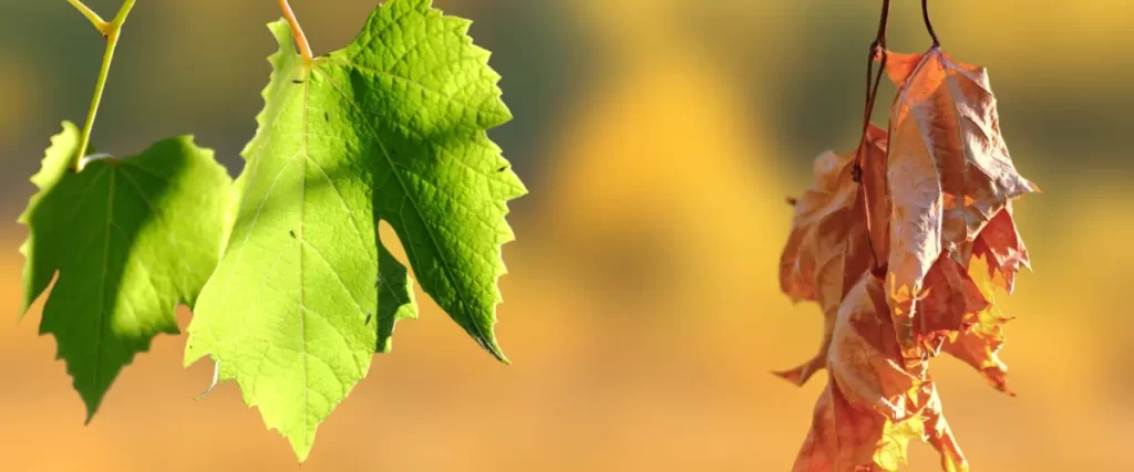 salud mental, actores, psicologia para artistas